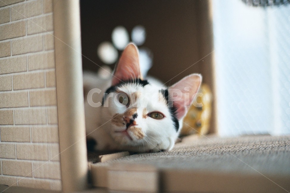 고양이,반려동물,동물,cat,animal,동물,animal,포유류,mammal,고양이,cat,kitten,kitty