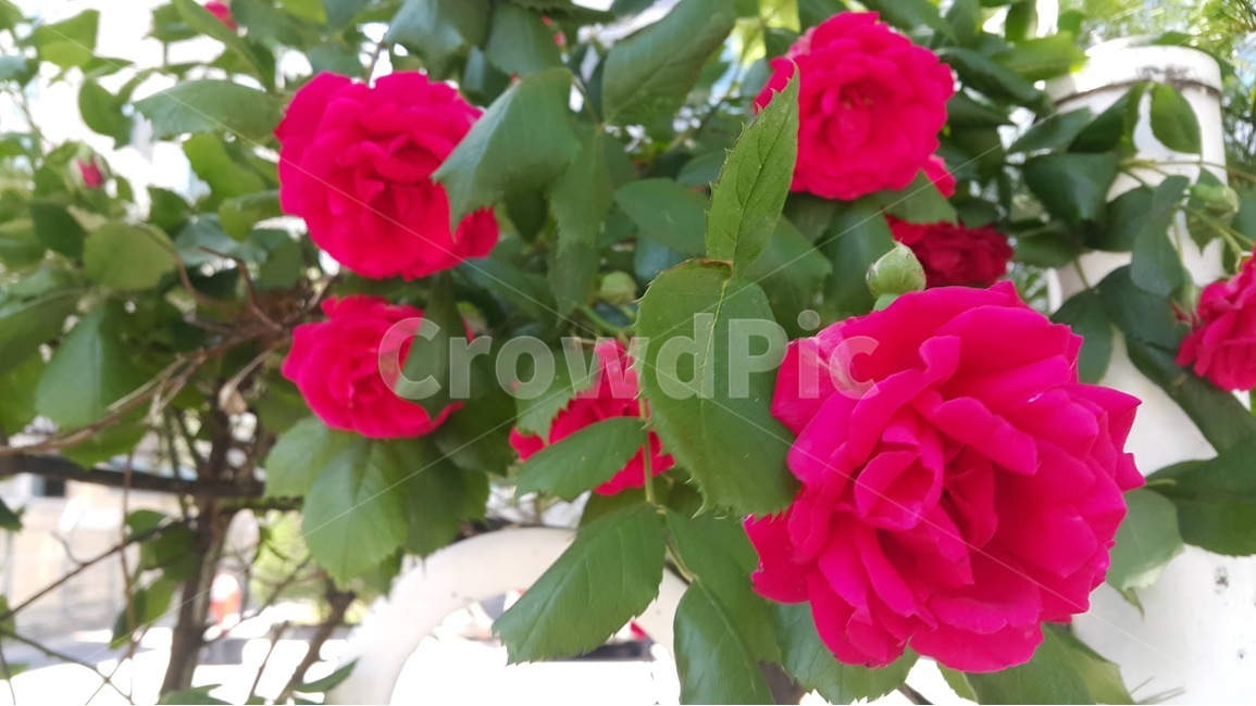 blossom,plant,식물,rose,장미,flower,꽃,geranium,제라늄,redrose,빨강장미,식물,자연,plants,nature,꽃,flower