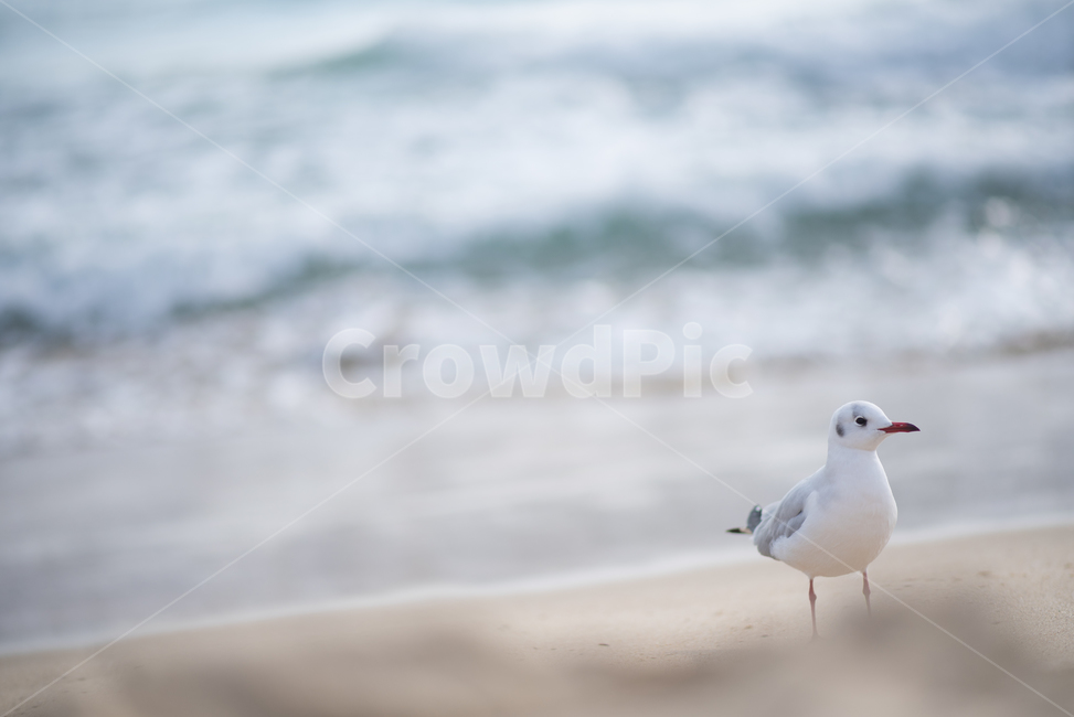 갈매기,해변,해수욕장,바다,바닷가,해변,바다,beach,sea,동물,animal,조류,새,birds,감성,sensible,feeling
