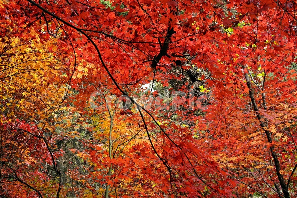 가을,단풍,단풍나무,화려함,가을풍경,autumn,fall,autumnleaves,plant,nature,계절,나무,븕은색,maple,red,season,colorful,느낌,감성,trees,branches,울긋불긋,자연,계절감각,계절감성,가을감성,가을느낌,가을배경,풍경,가을,계절,fall,autumn,season,식물,자연,plants,nature,leaf,잎,tree