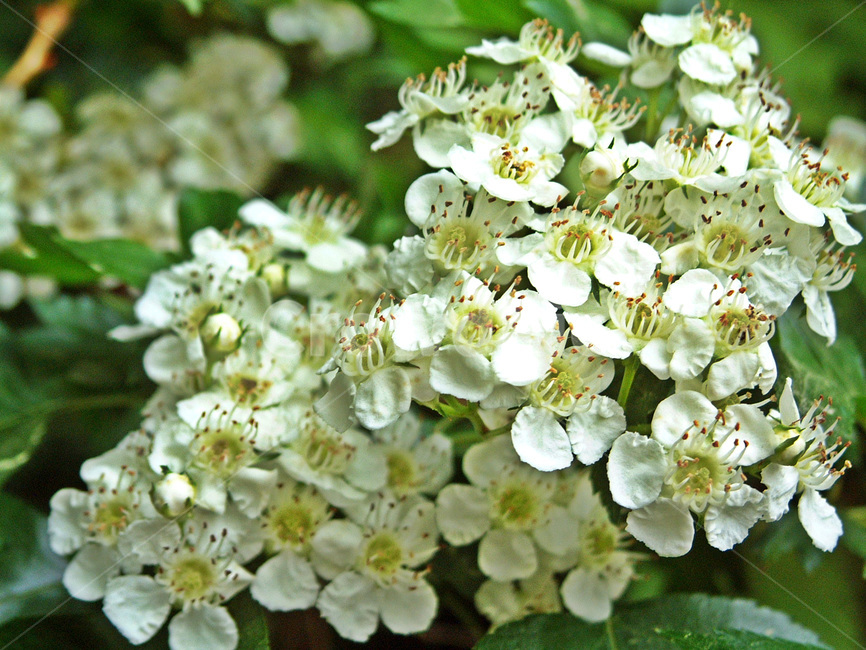 산사나무,꽃,장미과,낙엽교목,5월,양지,치료제,정원수,조경수,식물,자연,plants,nature,꽃,flower