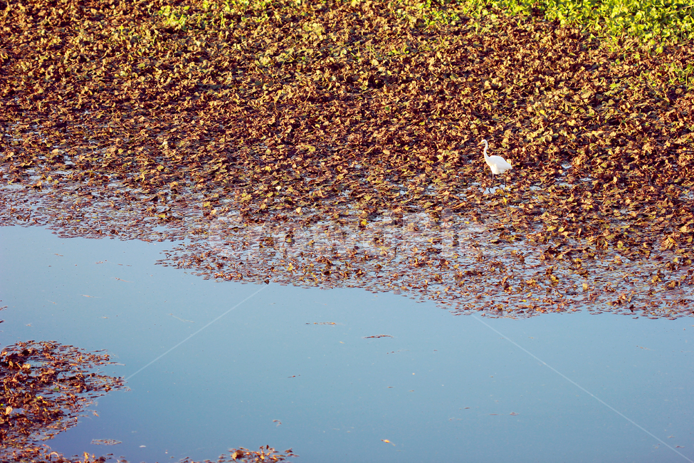 강,river,강과새,가을,낙엽,새,강물,nature,자연,bird,fall,fallenleaves,동물,animal,조류,새,birds