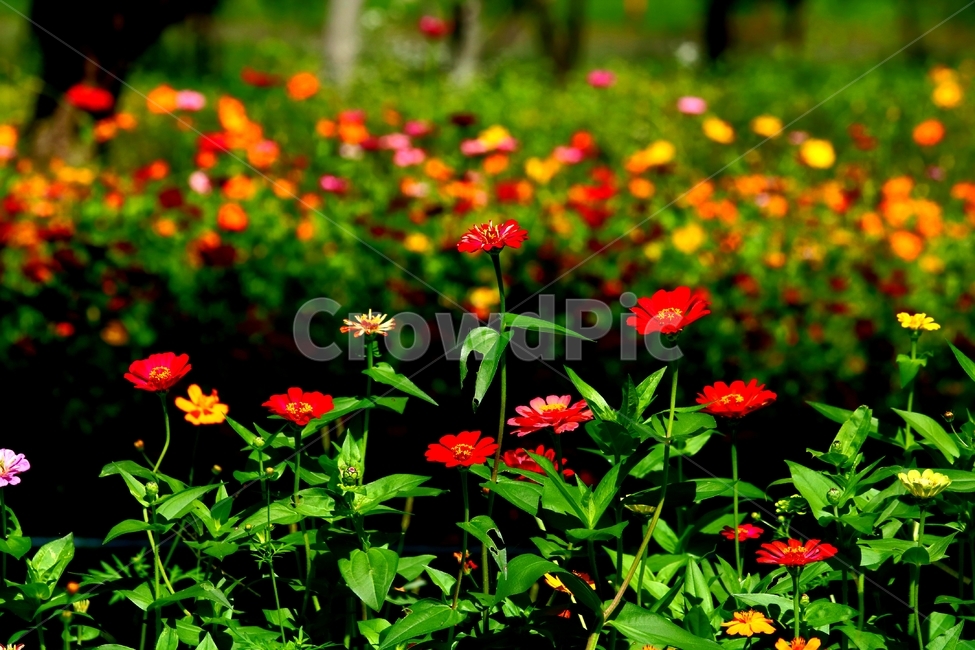plant,flower,백일홍,가을,자라섬,식물,자연,plants,nature,꽃,flower