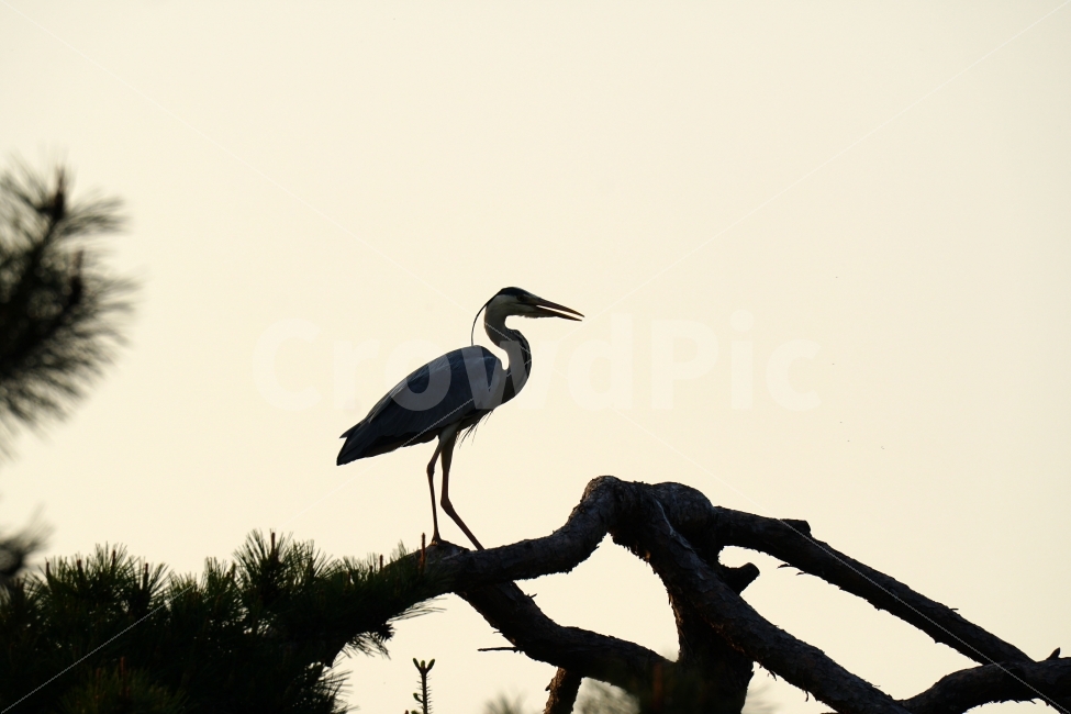 왜가리,새,조류,동물,자연,bird,animal,nature,나무,하늘,역광,tree,한국,한국적,한국적인,korea,동물,animal,조류,새,birds