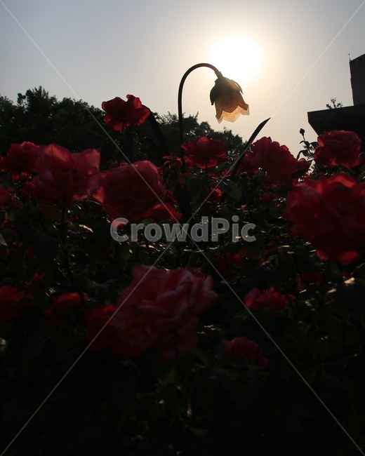 역광,꽃,장미,조명,풍경,식물,자연,plants,nature,꽃,flower
