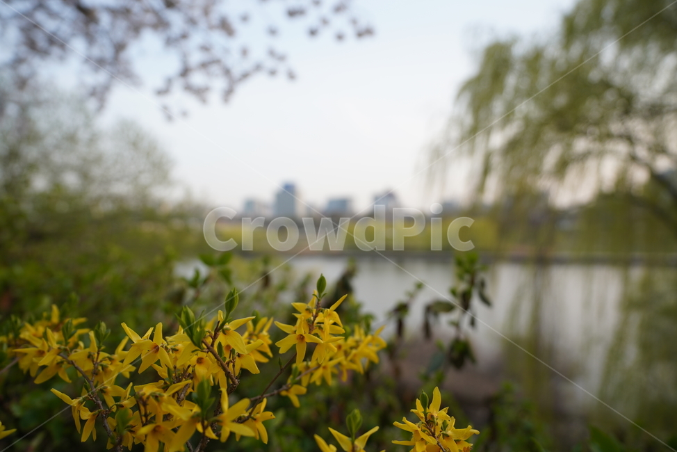 city,nature,Bud tree,Han River,spring flowers,spring,forsythia,sight,spring day,Emotion,landscape