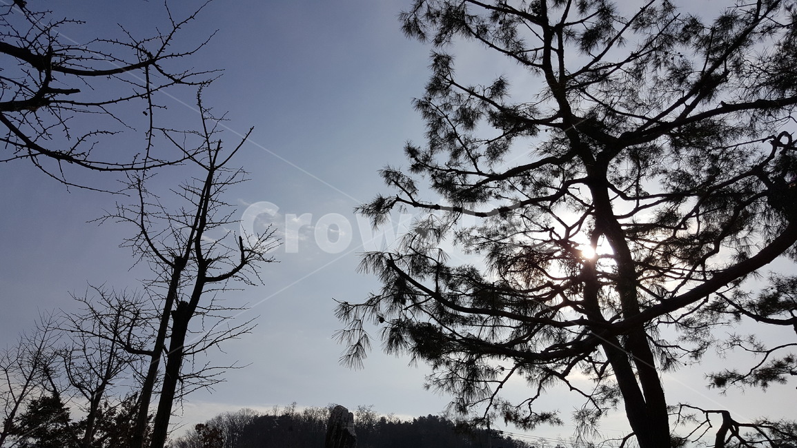 공원,조경,나무,풍경,자연,공원풍경,겨울공원,겨울나무,겨울,계절,winter,season,식물,자연,plants,nature,나무,trees,wood