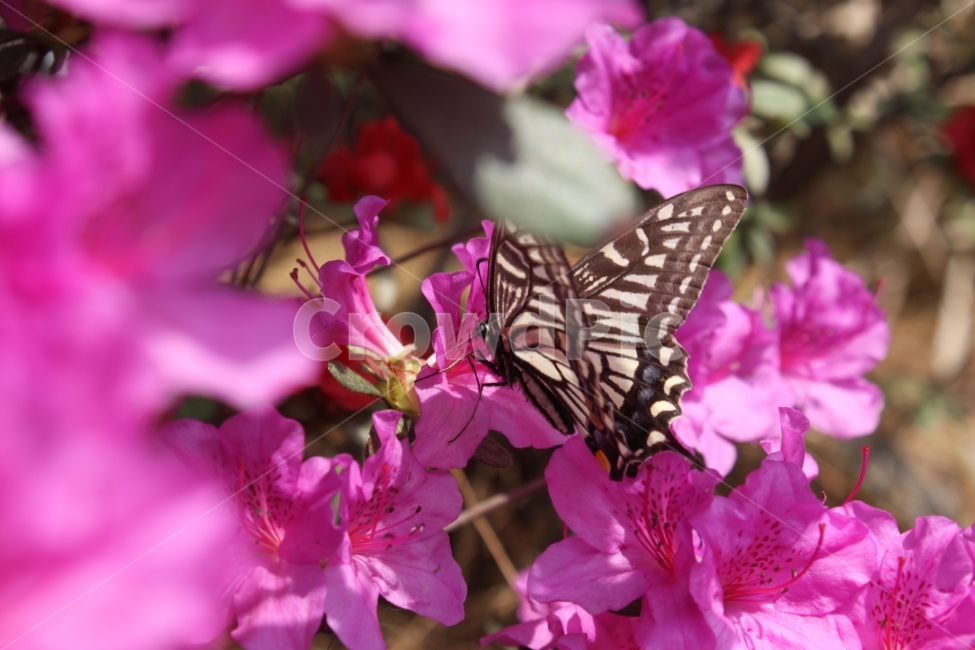 나비,꽃,봄,나비와,꽃과,아름다움,식물,자연,plants,nature,꽃,flower,동물,animal,곤충,벌레,insect,bug