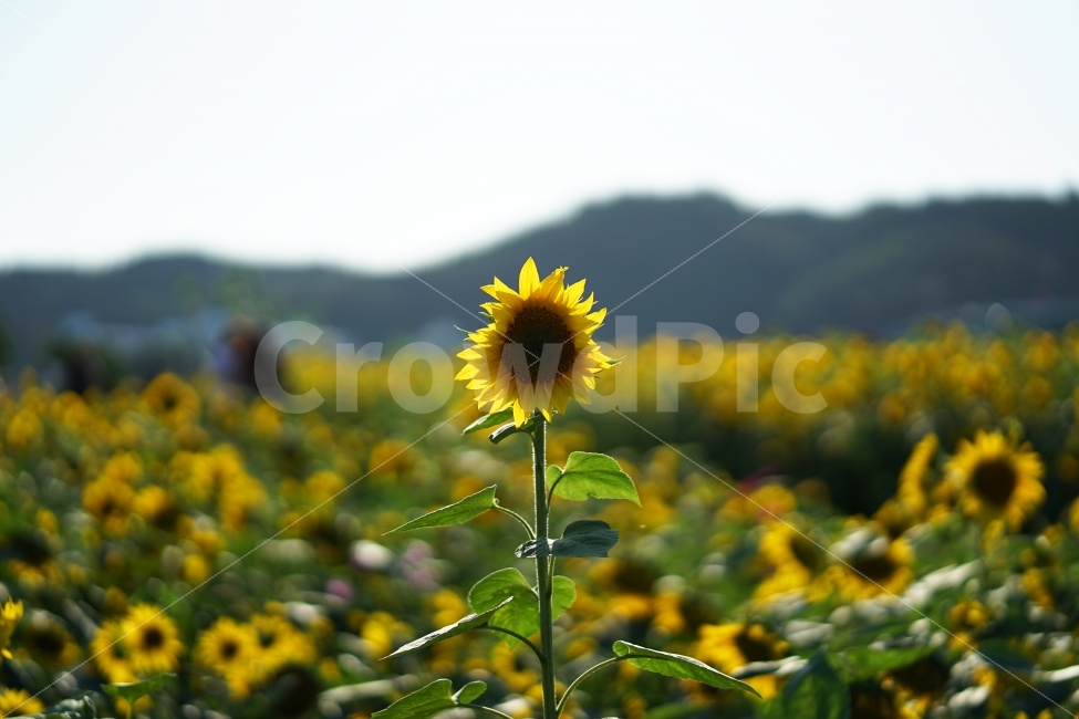 해바라기,꽃,식물,자연,꽃밭,식물,자연,plants,nature,꽃,flower