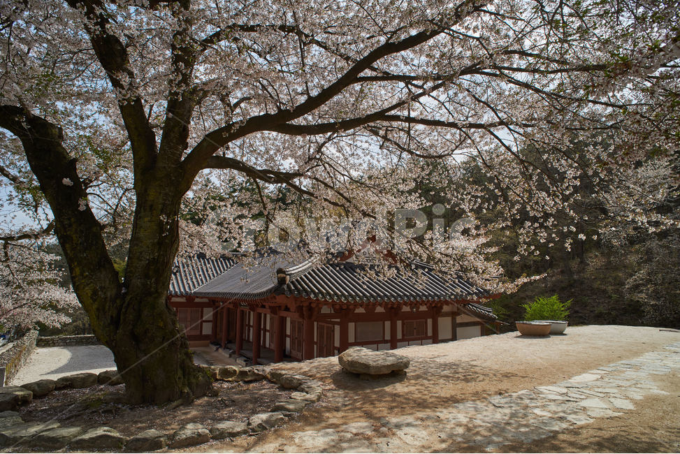 벚꽃,나무,자연,사찰,절,스님,불교,종교,화창한날,봄,4월,나들이,맑음,문화유산,한국문화,동양,아시아,봄,계절,spring,season,한국전통,한국문화,korean traditional,korean culture,식물,자연,plants,nature,나무,trees,wood,plant,tree