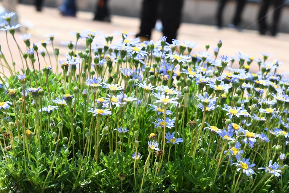 야생화,꽃,플라워,봄,봄꽃,식물,자연,plants,nature,꽃,flower