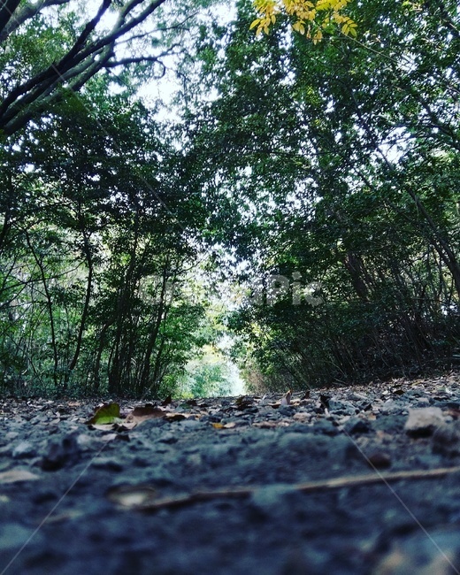제주도,나무,숲길,토로길,산림