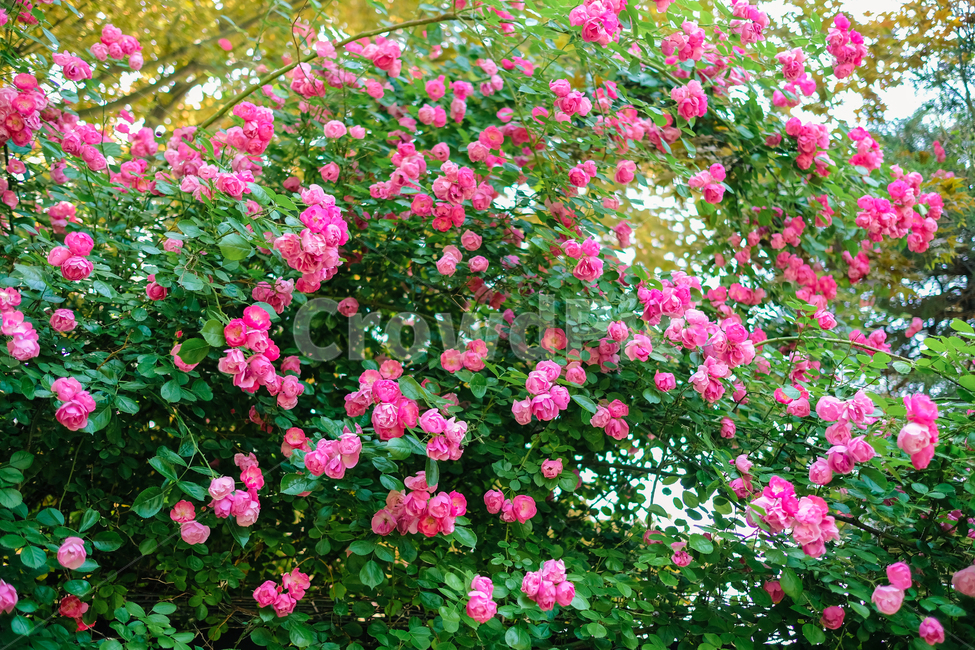장미,봄,감성사진,핑크,로즈,꽃사진,rose,flower,꽃잎,자연,축제,식물,nature,길,식물,자연,plants,nature,꽃,flower