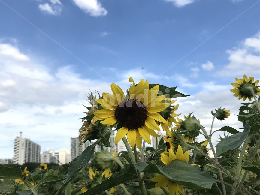 꽃,공원,파크,해바라기,자연,하늘,구름,맑음,날씨,plant,blossom,식물,flower,안양,안양천,식물,자연,plants,nature,꽃,flower