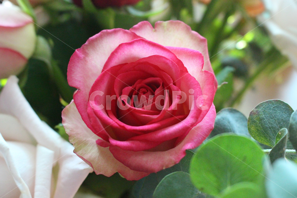 rose,장미,flower,plant,blossom,꽃,핑크장미,장미꽃,장미한송이,꽃잎,roseday,로즈데이,식물,꽃,flower