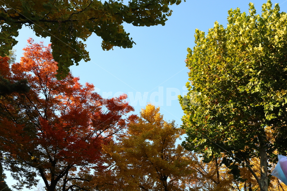 단풍,나무,단풍나무,자연,풍경,가을,느티나무,은행나무,가을,계절,fall,autumn,season,자연,풍경,nature,landscape,tree,plant,식물,leaf,잎,tree trunk,나무 줄기