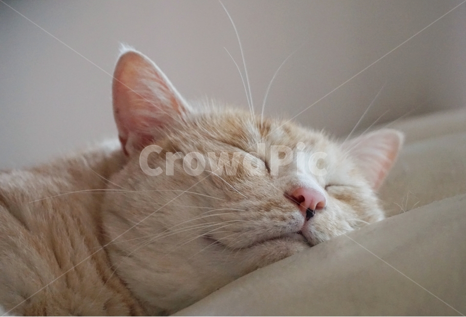 고양이,동물,코리안숏헤어,냐옹이,코숏,동물,animal,포유류,mammal,고양이,cat,kitten,kitty,얼굴표정,facial expression,face,감정표현,기분,feeling,emotion,감성,sensible