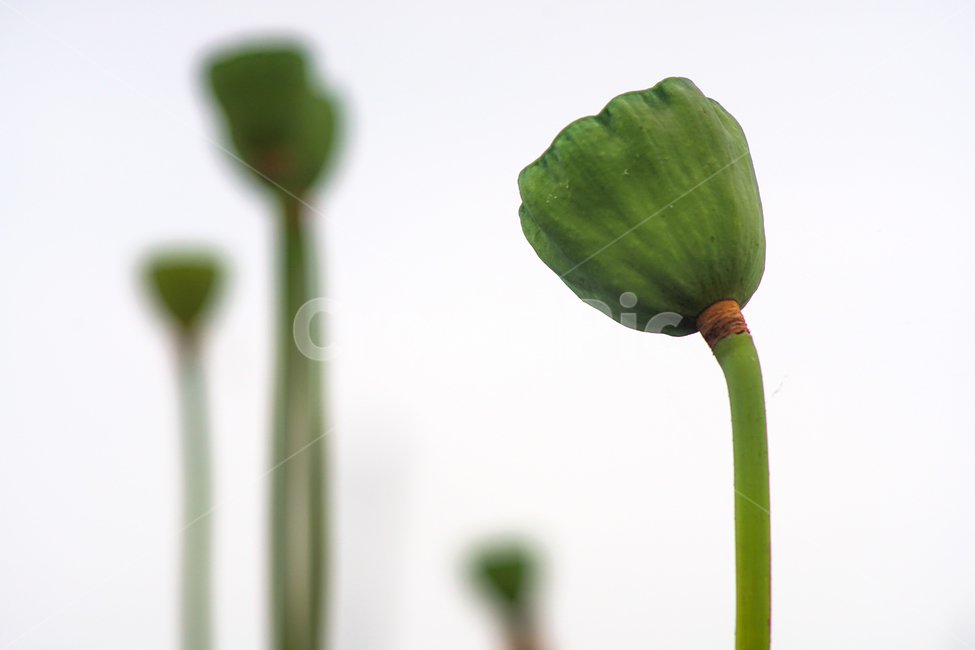 연,연밭,연방,연씨방,수생,식물,식물,자연,plants,nature