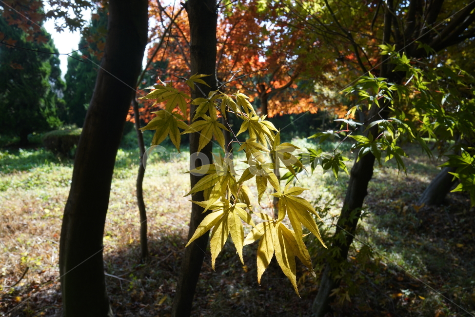 단풍나무,단풍잎,엽록소,가을단풍,leaf,잎,plant,식물,tree,나무,maple,단풍,가을,계절,fall,autumn,season,식물,자연,plants,nature,나무,trees,wood