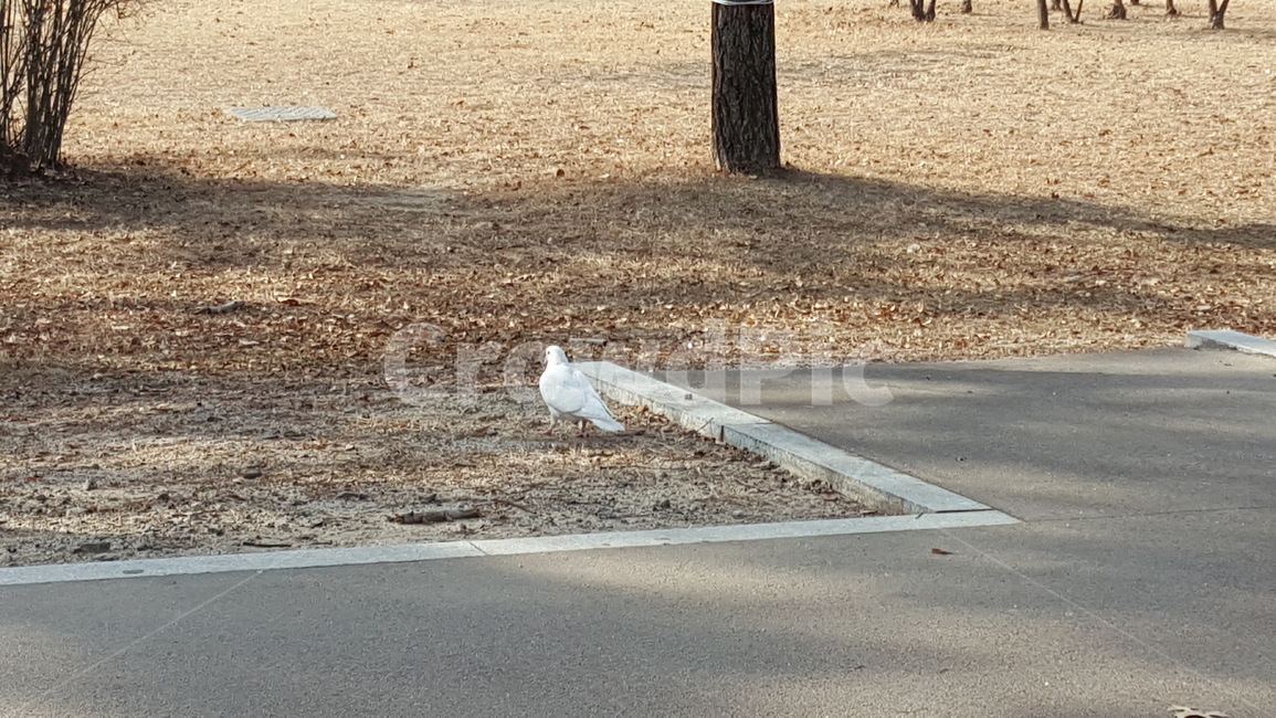 공원,유원지,겨울,겨울공원,산책로,나무,길,동물,animal,조류,새,birds