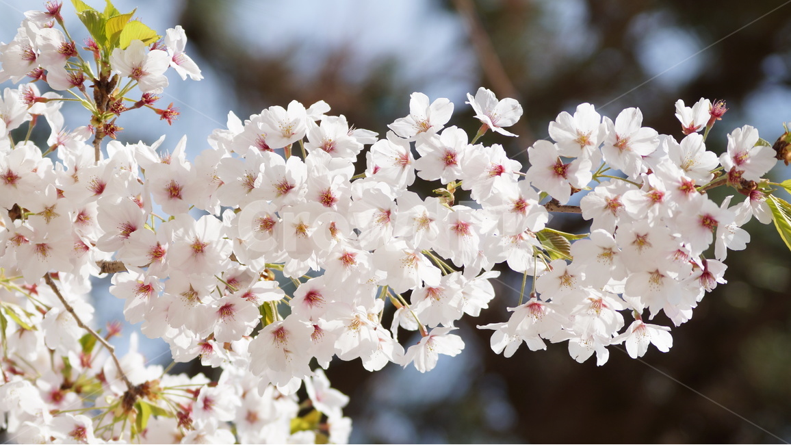 꽃,벚꽃,벚꽃축제,자연,풍경,봄,계절,spring,season,식물,자연,plants,nature,꽃,flower,plant,blossom
