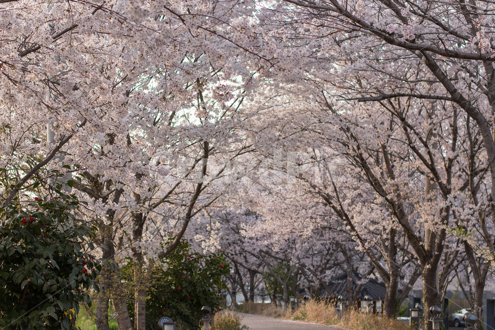 벚꽃,벚꽃놀이,풍경,봄,봄꽃,봄풍경,한국풍경,자연,봄,계절,spring,season,자연,풍경,nature,landscape,plant,식물,blossom,꽃,flower