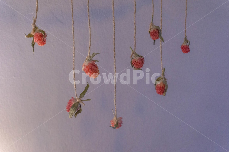 applique,아플리케,plant,flower,blossom,꽃,식물,인테리어