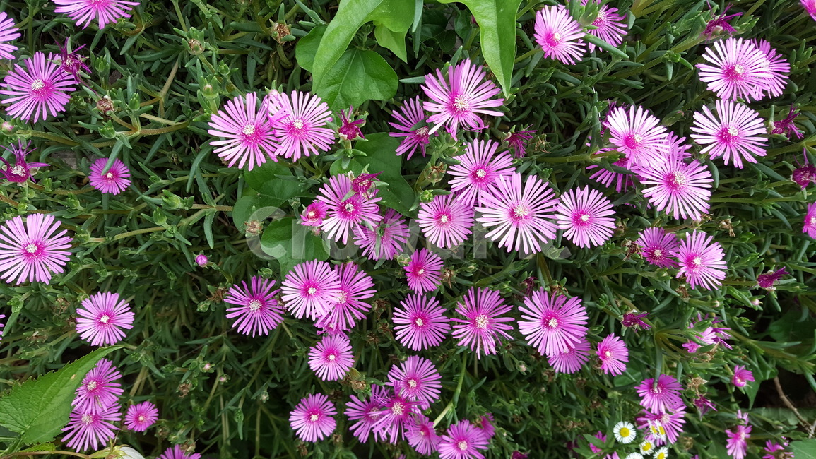 plant,식물,blossom,flower,꽃,식물,자연,plants,nature,꽃,flower
