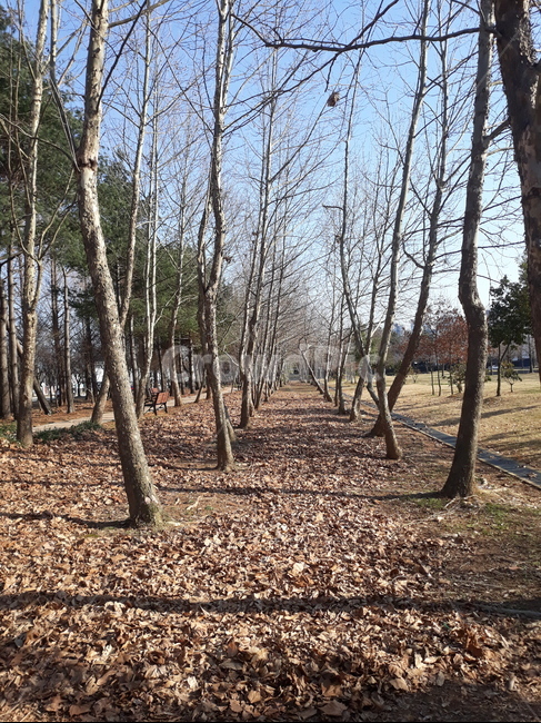 공원,가을,겨울,나무,숲