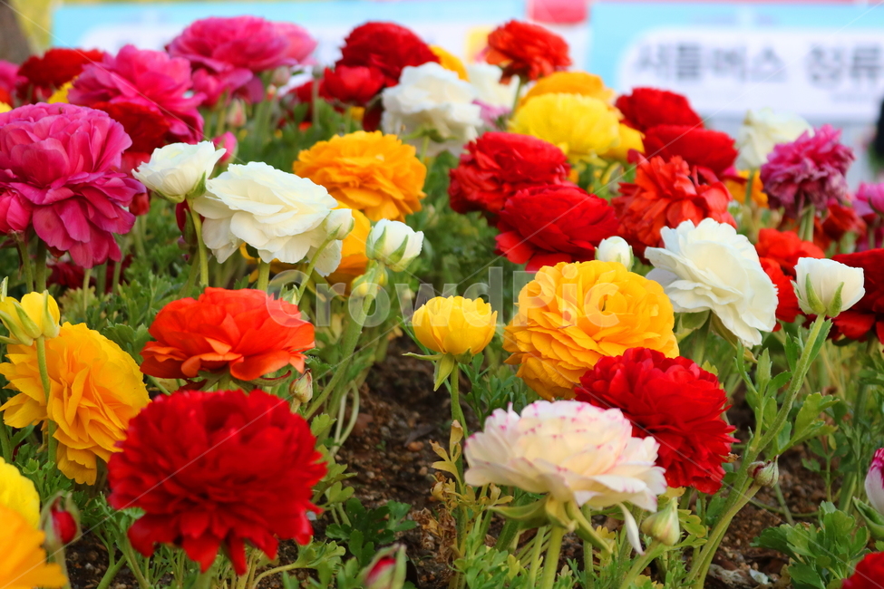 라넌큘러스,꽃,라넌큘러스꽃,식물,숙근초,꽃밭,식물,자연,plants,nature,꽃,flower
