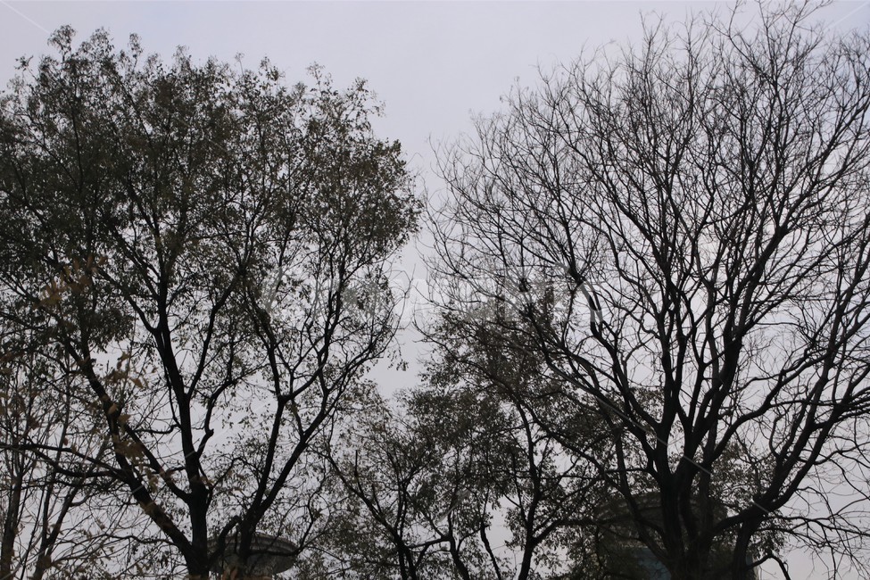 자연,나무,tree,풍경,nature,식물,자연,plants,nature,나무,trees,wood