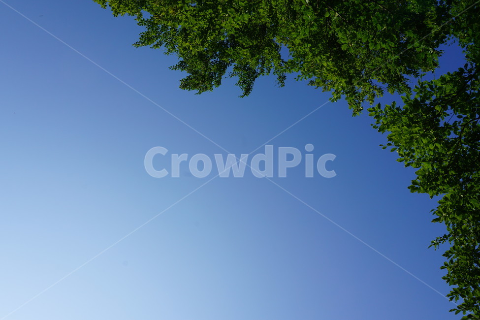 하늘,맑은하늘,나무,sky,파란하늘,자연,풍경,nature,landscape,tree,plant,식물