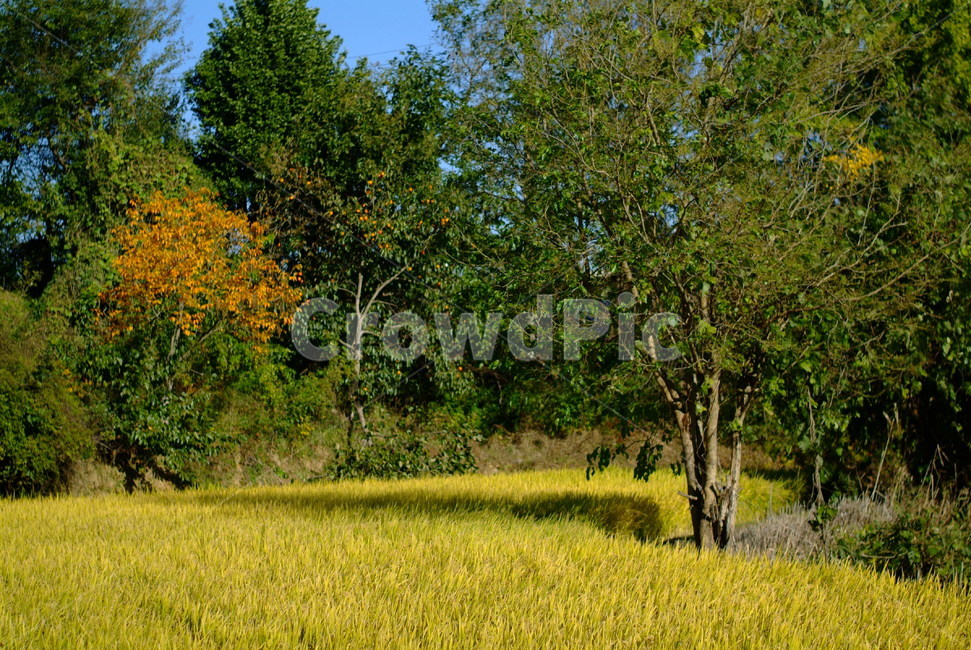 가을,논,식물,자연,하늘,plant,sky,계절,fall,autumn,season,나무,시골,벼,풍경,농촌,들판
