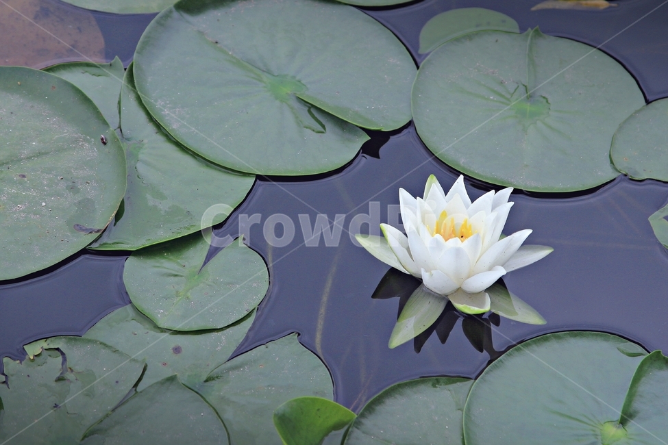꽃,수련,식물,연잎과,연꽃,수상식물,순백,푸르름,감성,flower,자연,쌍떡잎식물,nymphaeatetragona,꽃말,청순마음,아름다움,식물,자연,plants,nature,꽃,flower