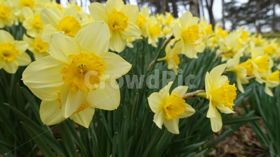 수선화,꽃,노란꽃,flower,감성,식물,자연,plants,nature,꽃,flower