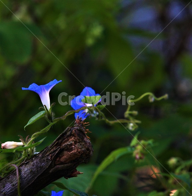 꽃,나팔꽃,식물,flower,가을,식물,자연,plants,nature,꽃,flower