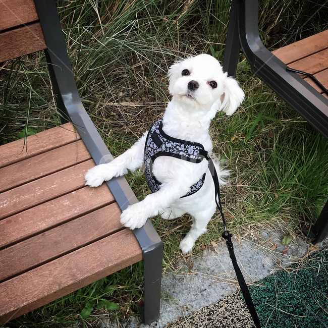 강아지,pet,maltese,화이트,하네스,잔디,산책,park,lovely,cute,사랑스러운,귀여운,소형견
