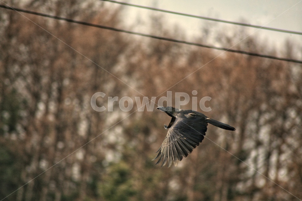 까마귀,새,조류,동물,animal,birds,동물,animal,조류,새,birds