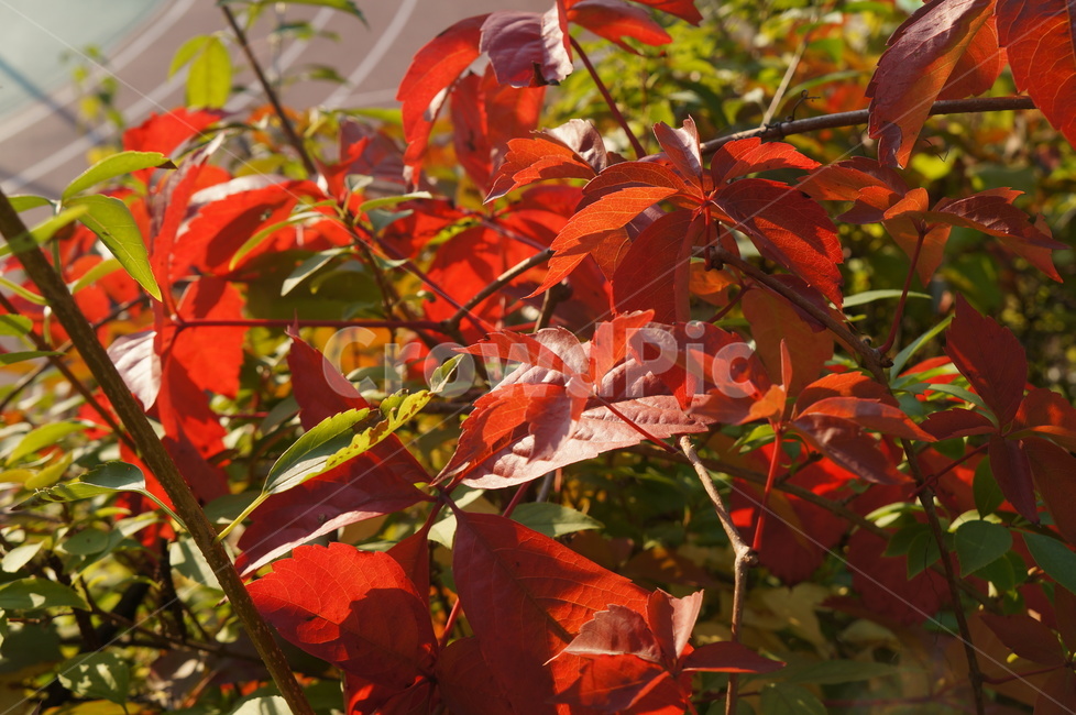 빨간단풍,가을,단풍,고려담쟁이,오엽담쟁이,야생화,가을,계절,fall,autumn,season,plant,식물,leaf,잎,tree,나무,maple
