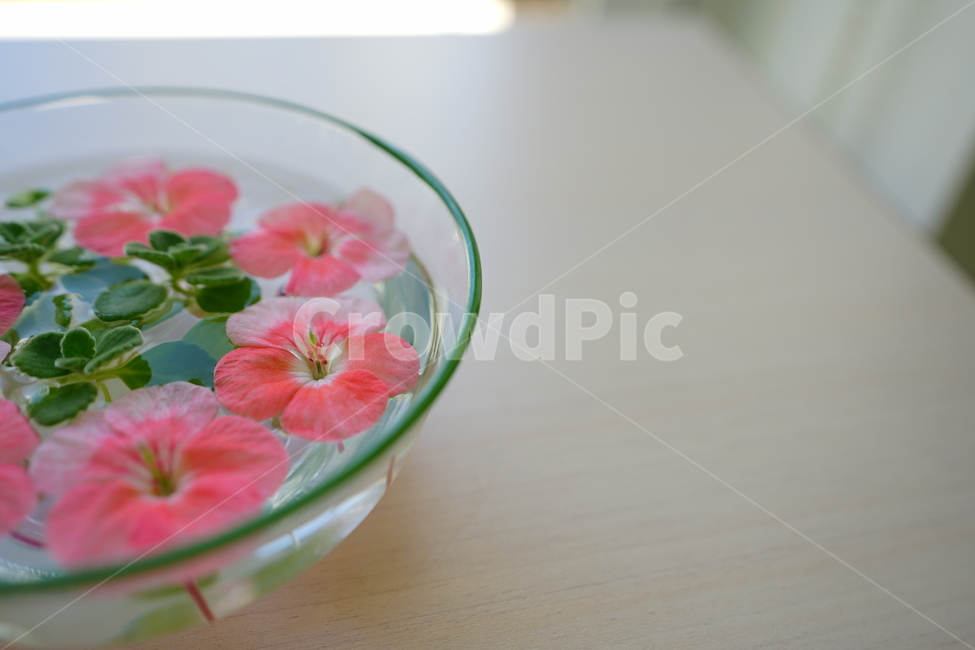 화분,꽃,장식,인테리어,식물,취미,플라워,창가,물,flower,핑크,분홍,컬러,색감,감성사진,꽃,flower,인테리어,실내디자인,interior design