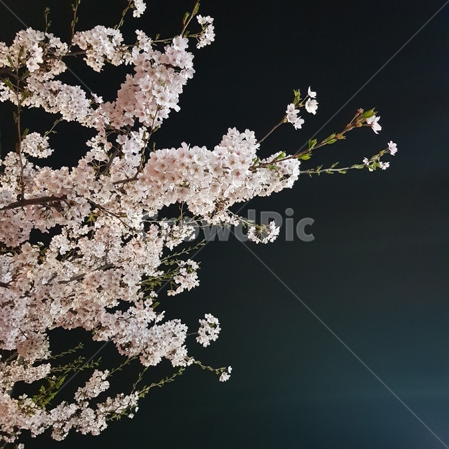 flower,blossom,꽃,벚꽃,cherryblossom,식물,자연,plants,nature,꽃,flower