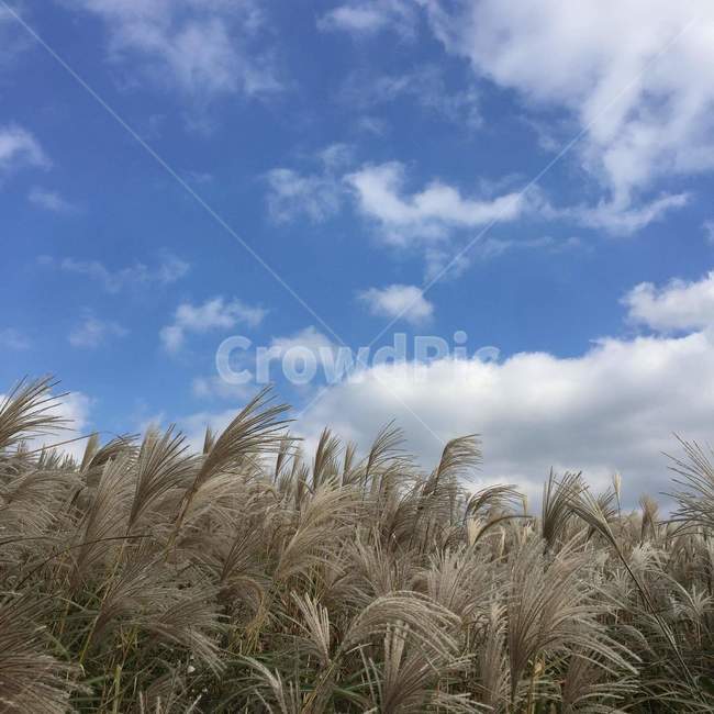 갈대,갈대밭,풍경,가을,계절,가을,계절,fall,autumn,season,grass,잔디,plant,식물,lawn