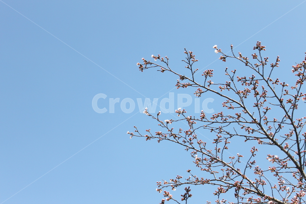 벚꽃,벚꽃엔딩,아침,맑은날,봄,봄,계절,spring,season