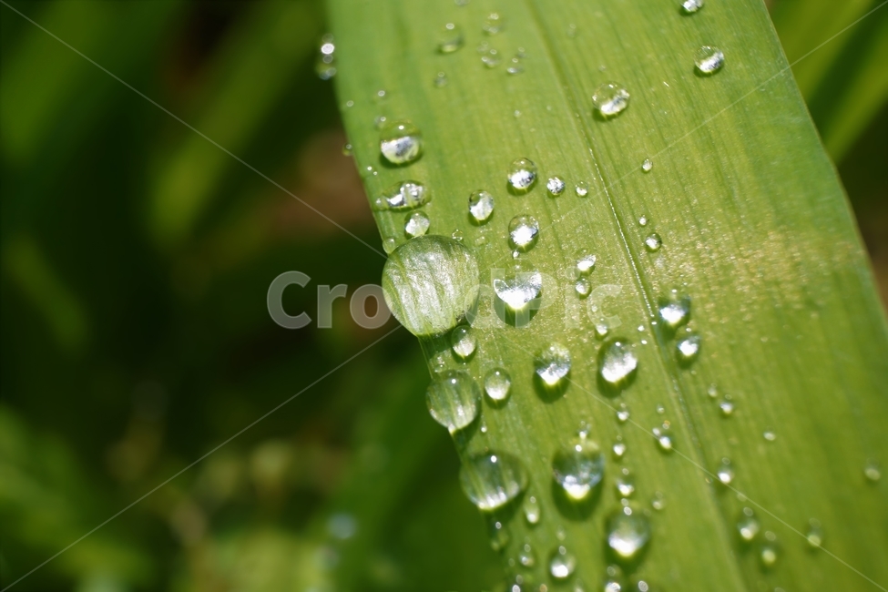 물방울,자연,식물,싱그러움,잎,식물,자연,plants,nature