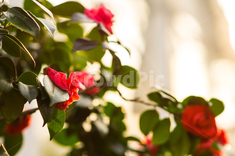꽃,동백꽃,햇빛,봄,Flower,Camellia,식물,자연,plants,nature,꽃,flower,감성,sensible,feeling,휴식,힐링,rest,relaxation,healing