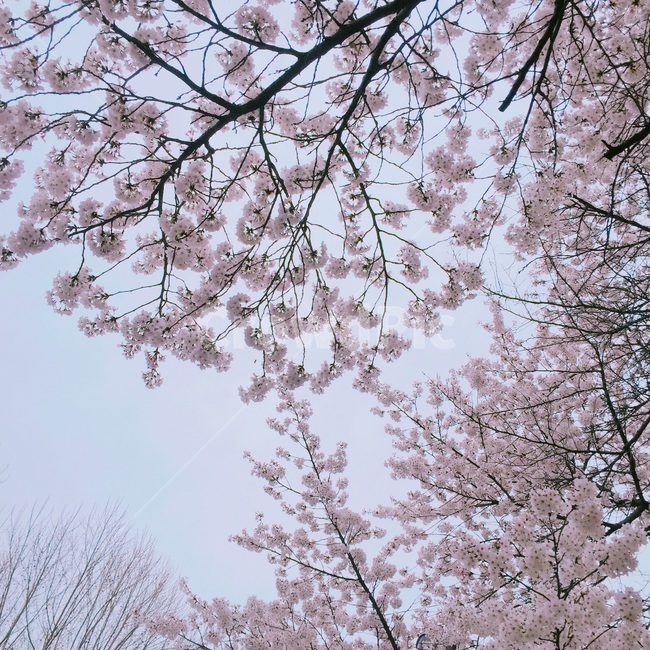 봄,봄날,벚꽃,꽃,감성,감성사진,flower,따뜻함,pink,분홍,향긋함,봄,계절,spring,season,식물,자연,plants,nature,꽃,flower,나무,trees,wood,plant,cherry blossom,blossom