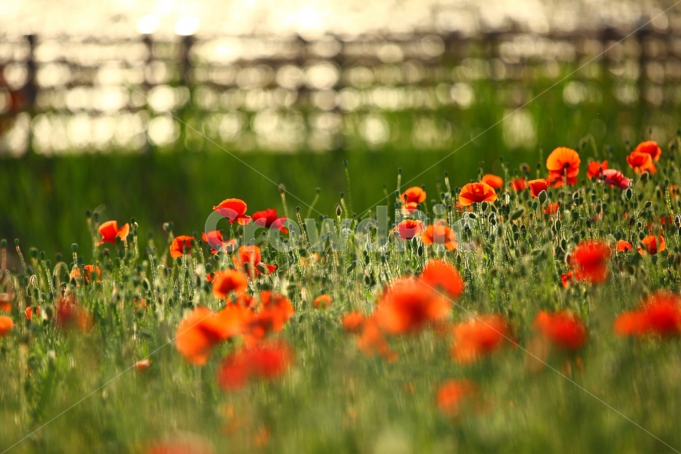 꽃,양귀꽃,자연,식물,빛,역광,식물,자연,plants,nature,꽃,flower