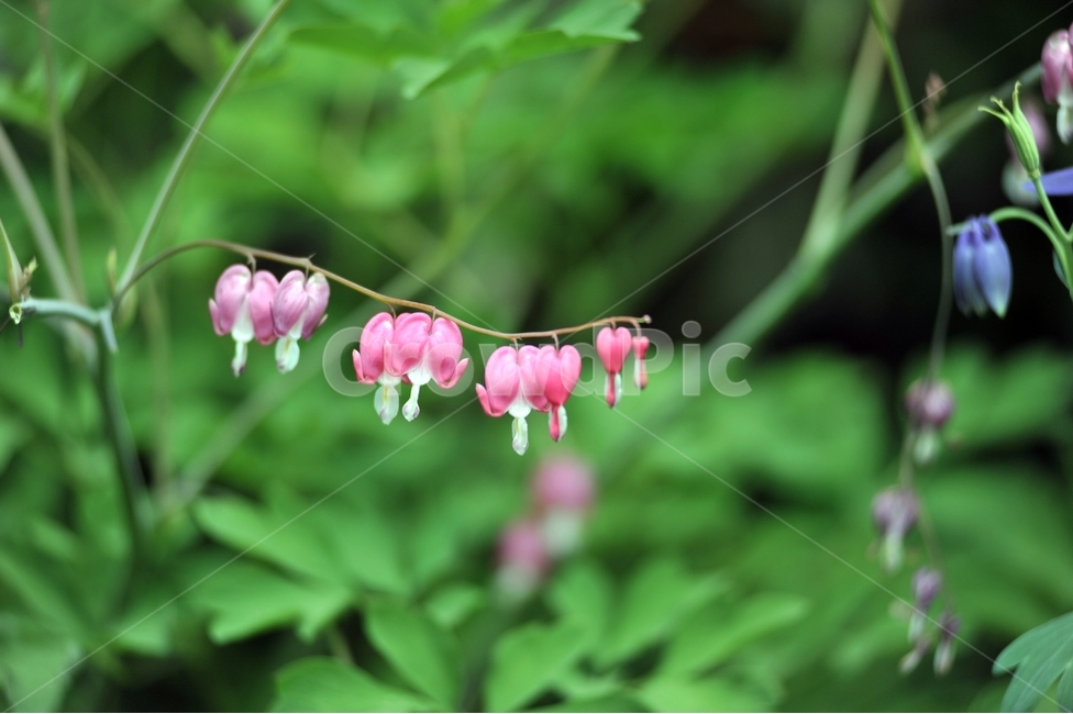 금낭화,錦囊花,양귀비과,분홍꽃,봄꽃,며늘치,식물,자연,plants,nature,꽃,flower