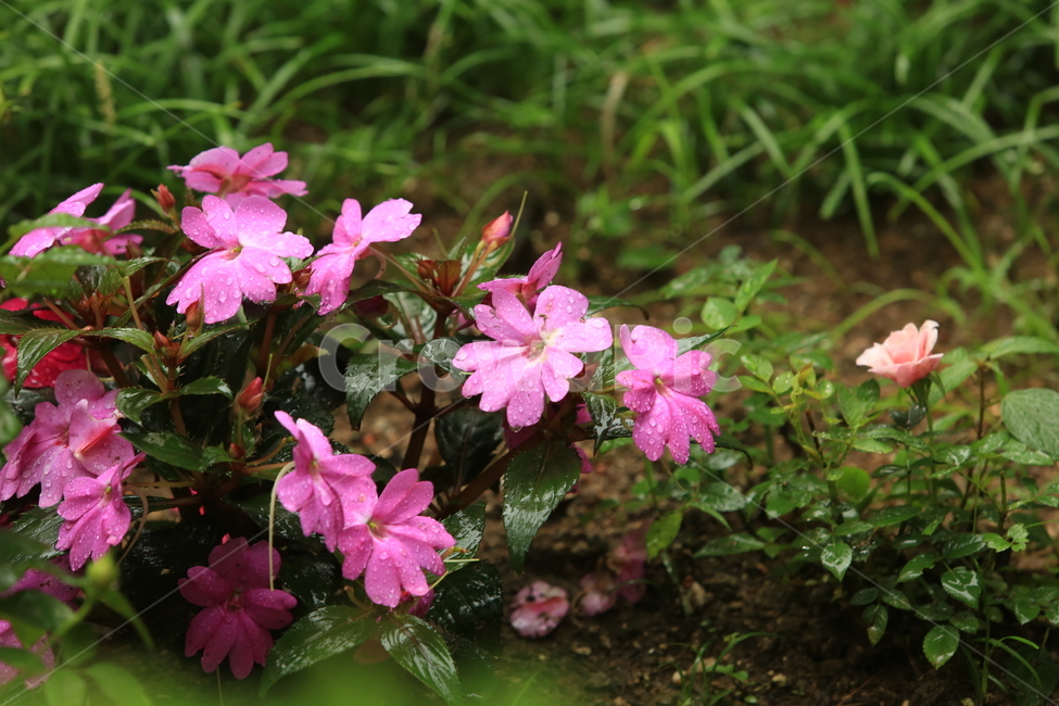 비,소경,풍경,비오는날,비오는소경,rain,식물,자연,plants,nature,꽃,flower,비,비오는날,rain,rainy