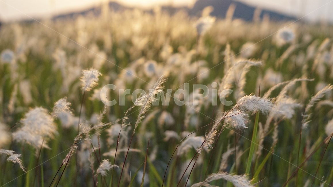 수섬,삘기꽃,노을,수섬삘기꽃,백모화,자연,식물,자연,plants,nature,꽃,flower,감성,sensible,feeling